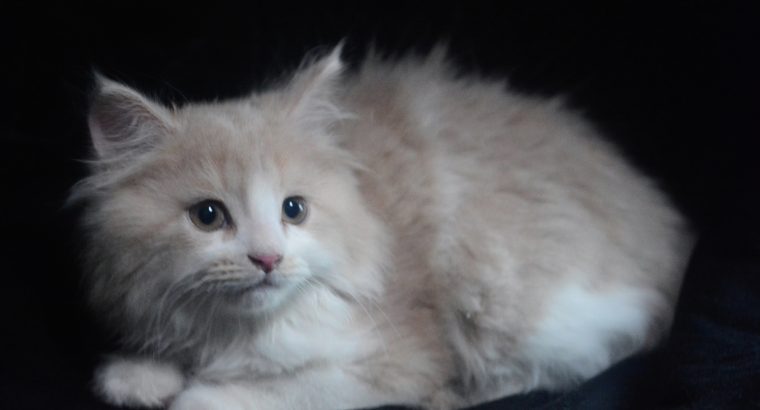 White and Skin Persian