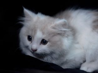 White and Skin Persian