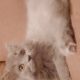 Persian kitten for sell 3 coated layers ash gray