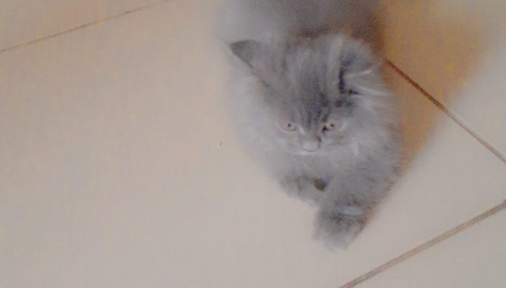 Persian kitten for sell 3 coated layers ash gray