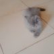 Persian kitten for sell 3 coated layers ash gray