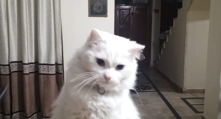 White Persian Cat