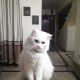 White Persian Cat