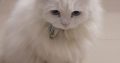 Persian Triple coat cat