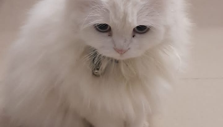 Persian Triple coat cat