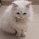 Persian Triple coat cat