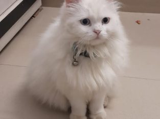 Persian Triple coat cat