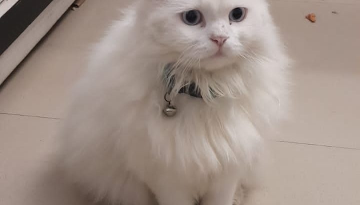 Persian Triple coat cat