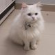 Persian Triple coat cat