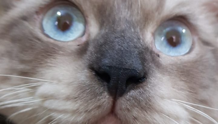 Siamese cat for sale(urgent)