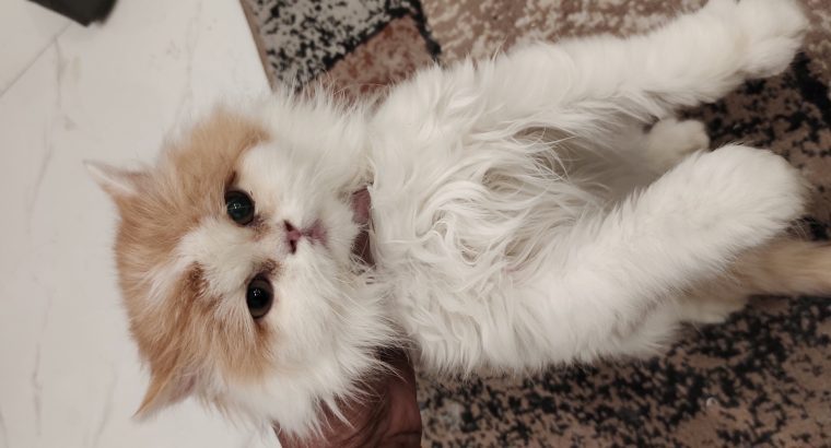 Persian female cat for sale..