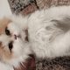 Persian female cat for sale..