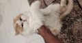 Persian female cat for sale..