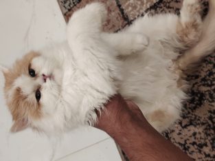 Persian female cat for sale..