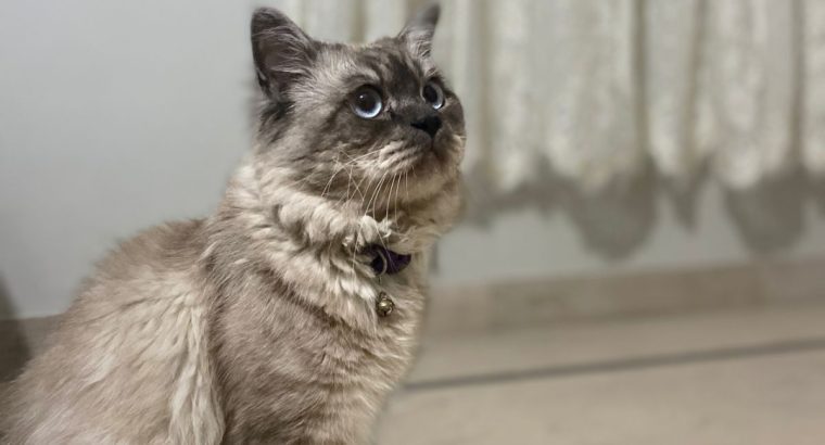 Siamese cat for sale(urgent)