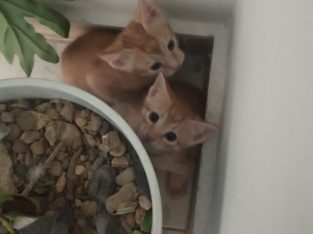 3 Kittens For adoptions