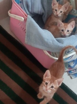 3 Kittens For adoptions