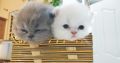 3 Persian kittens