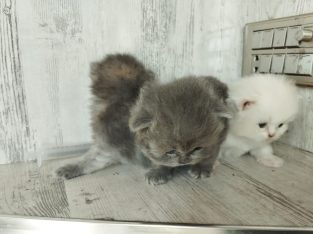 3 Persian kittens