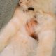 Cat for sale Persian cat heavy bone structure