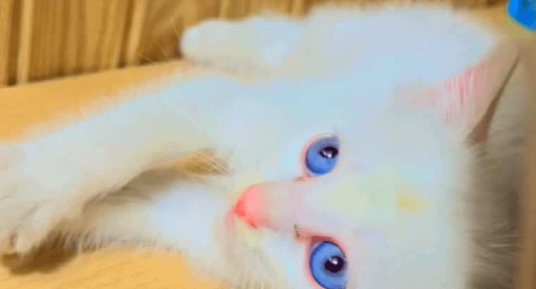 Persian Male Kitten with Blue Eyes