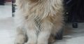 Persian Male Cat For sell