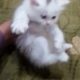 Persian Kittens for Sale