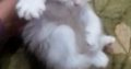 Persian Kittens for Sale