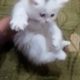 Persian Kittens for Sale