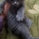 Persian Kittens for Sale