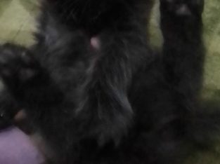 Persian Kittens for Sale