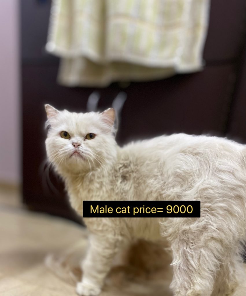 Persian male and female cats - Pet Bazaar