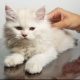 2 months old persian male kitten