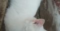 Persian triple coated female cat and 2 kittens