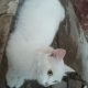 Persian triple coated female cat and 2 kittens