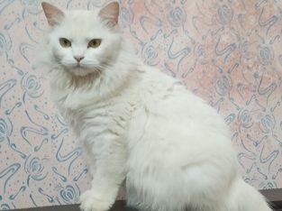 Persian triple coated female cat and 2 kittens