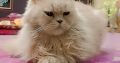 Persian Male Cat For sell