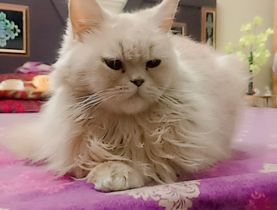 Persian Male Cat For sell