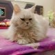 Persian Male Cat For sell