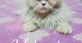 Persian Male Cat For sell