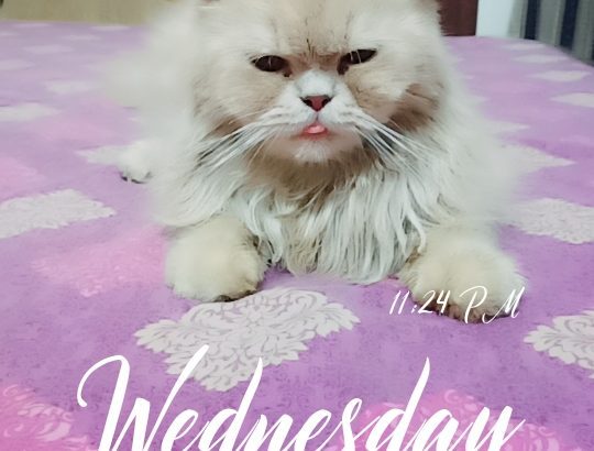 Persian Male Cat For sell