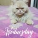 Persian Male Cat For sell