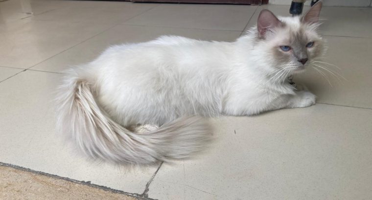 Lilac point birman cat imported