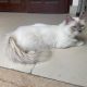 Lilac point birman cat imported