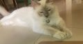 Lilac point birman cat imported