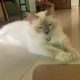 Lilac point birman cat imported