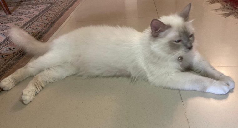 Lilac point birman cat imported