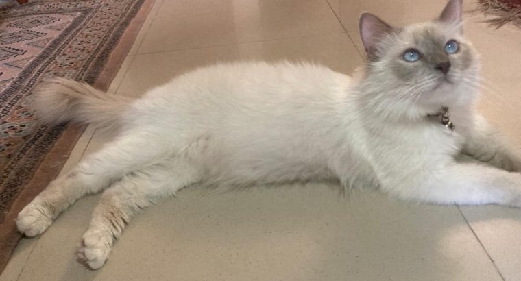 Lilac point birman cat imported