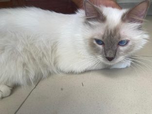 Lilac point birman cat imported