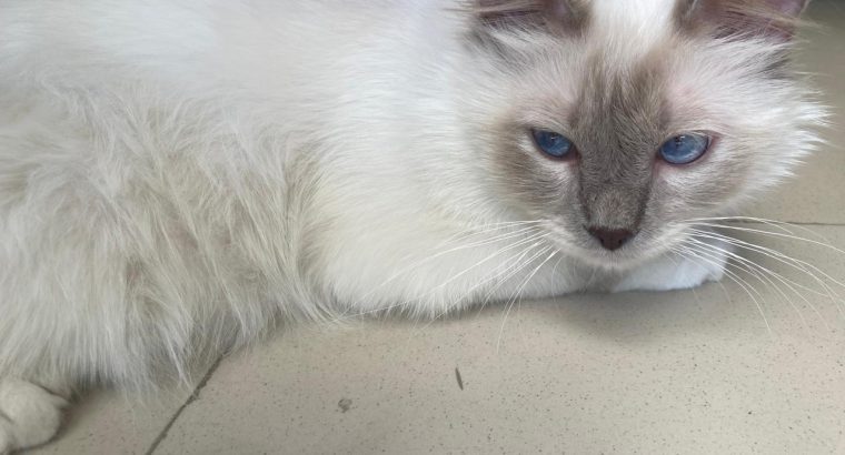 Lilac point birman cat imported